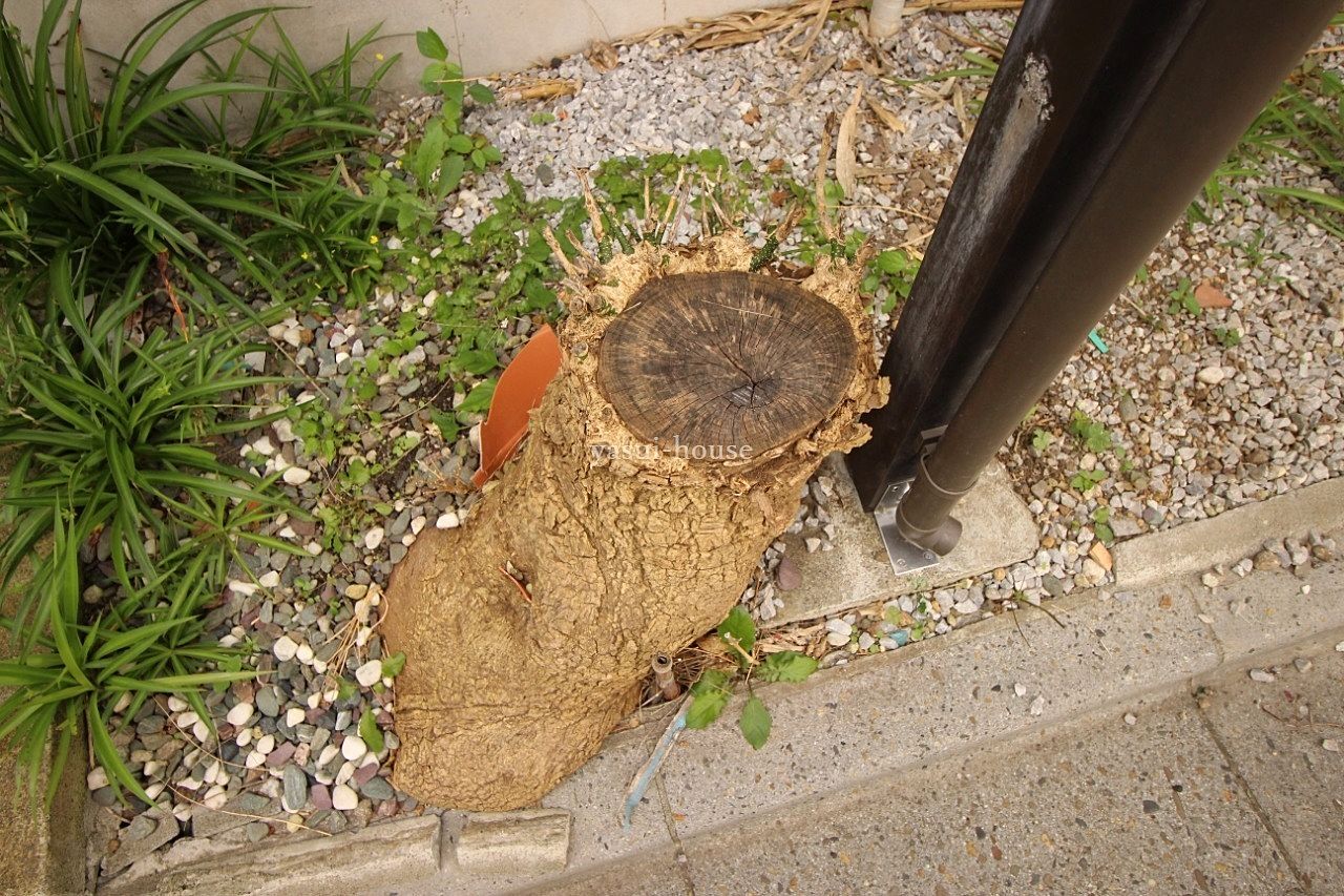 道路に飛び出ていた大樹を切りました
